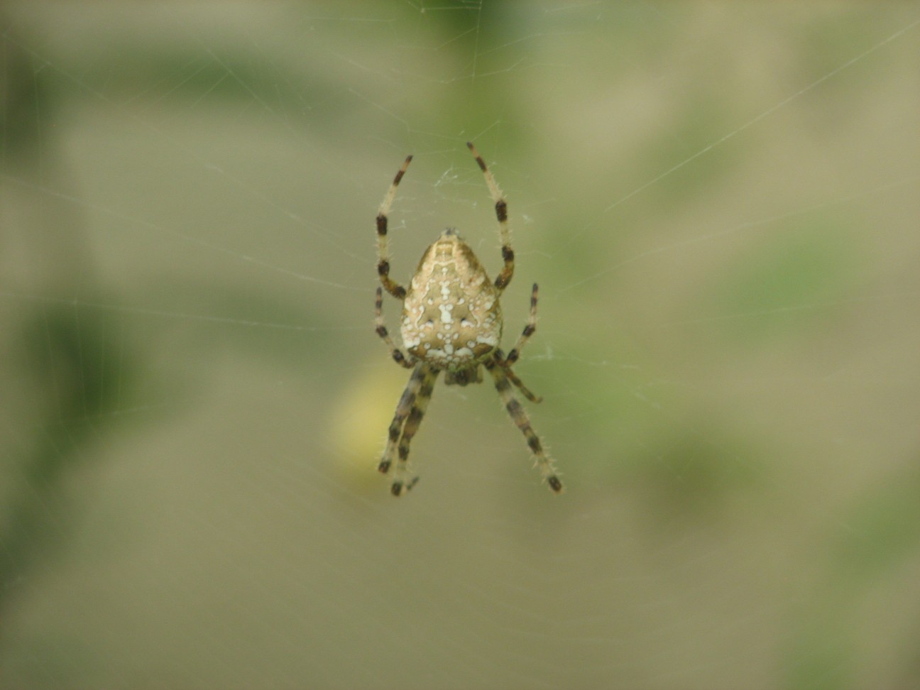 Araneus diadematus